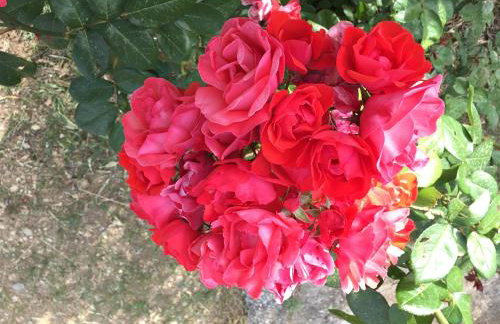 Physis Rental Estate - Foto 10