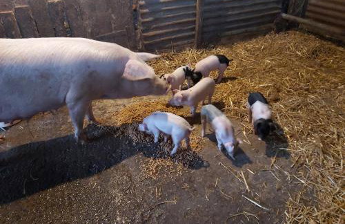 Cuckoo's Nest - Foto 21