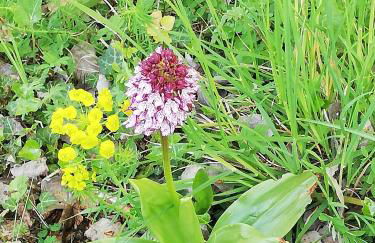 La Giribaldina Winery & Farmhouse - Foto 45