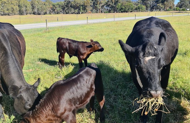 Halls Haven Holiday Units - Foto 35