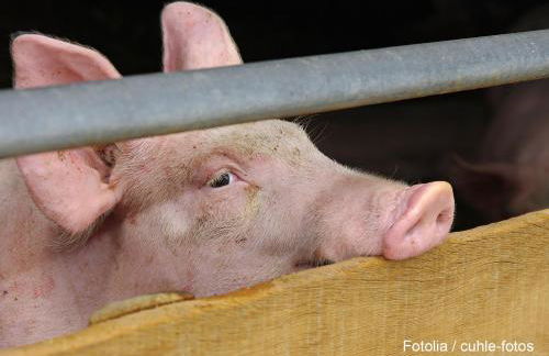 Lindenhof Hahn - Foto 23