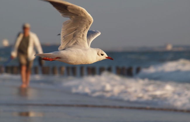 Apartment Near South Beach With Sauna - Foto 17
