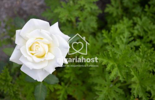 Tegas: Tacoronte, by Nivariahost - Foto 34