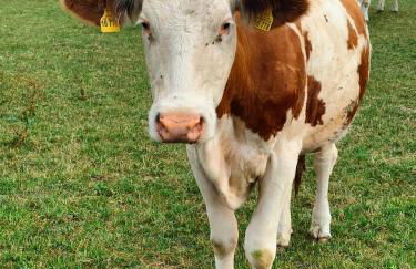 Schmidtler`s Nest - Foto 19