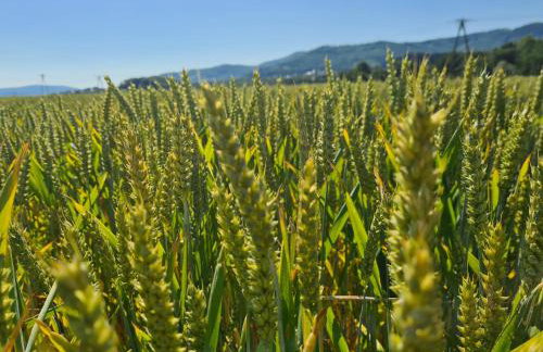 Złota Widokówka - Foto 46