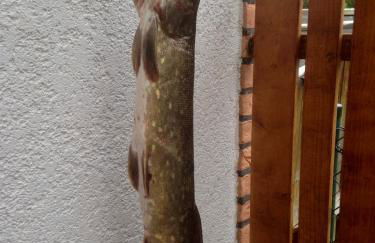 Ferienwohnung Hoppelnase mit eigener Sauna - Foto 23