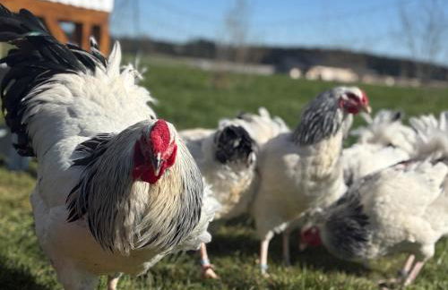 Ferienwohnung Kleines Paradies mit privater Sauna - Foto 37