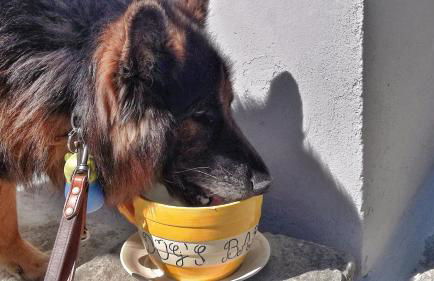 Agriturismo Casa Agricola Rossi Appartamenti in Casentino - Foto 17