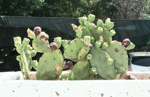 50m dal mare caraibico - Foto 24