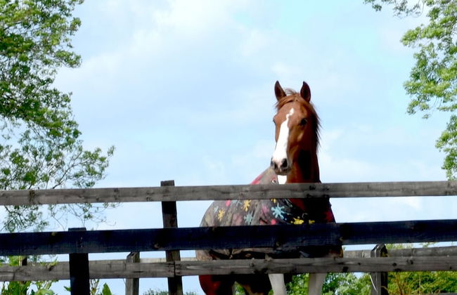 Cannaway House B&B - Foto 35