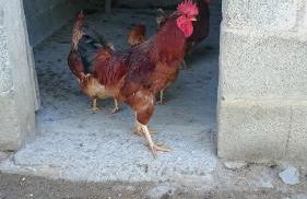 Borgo Buciardella - Foto 15