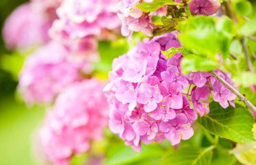 Gran Castanyer - Foto 32