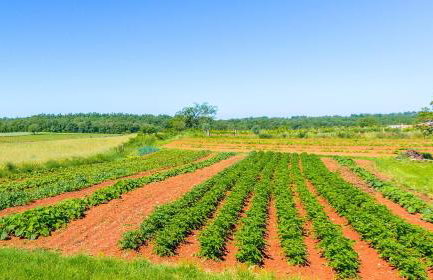 House Grande - Foto 17