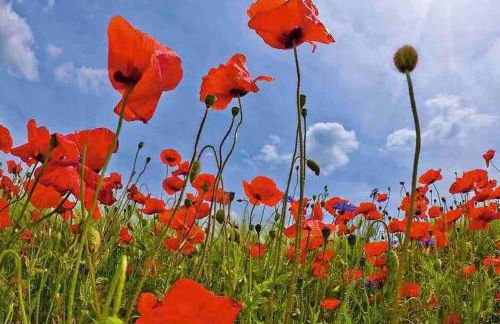 Ferienwohnung HYGGELIG - Göttingen Harz Duderstadt - Foto 26