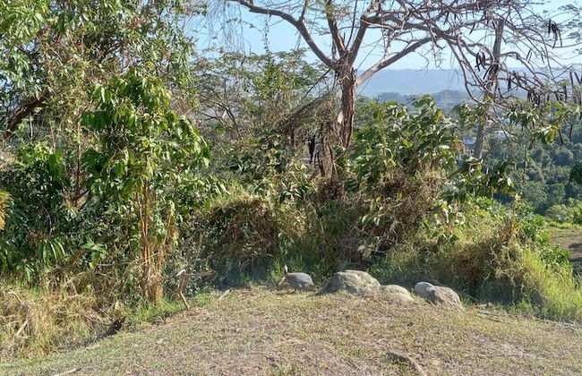 Aguada Farm & Eco-Lodge - Photo 13