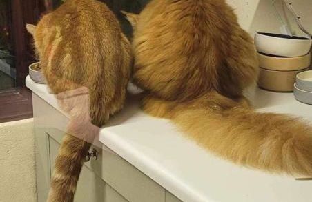 Ivy Cottage - Foto 34