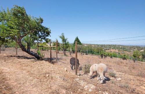 Monte do Pataco - Foto 39