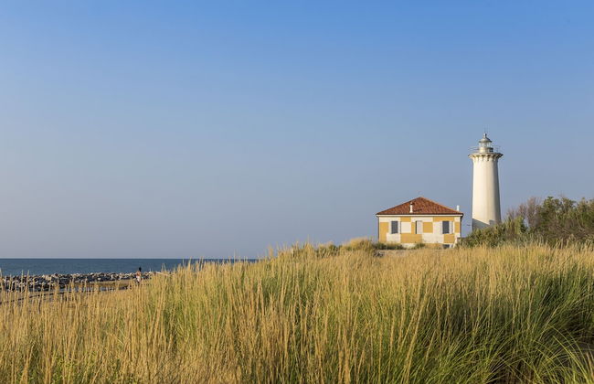 Calycanthus - Foto 42