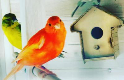 Casita Limón Andratx - Foto 35