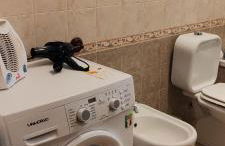 Little Rose garden - Foto 40