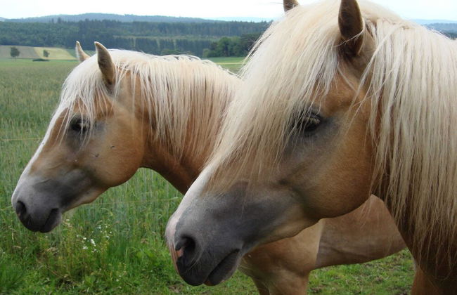 Home With Garden, Hallenberg - Foto 15