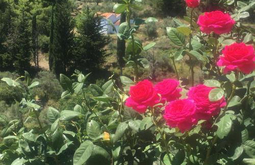 Laas Daskios, Stone Country House, Skopelos Anania - Foto 70