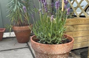 Beautiful listed 3 bedroom cottage with wood burner - Foto 7