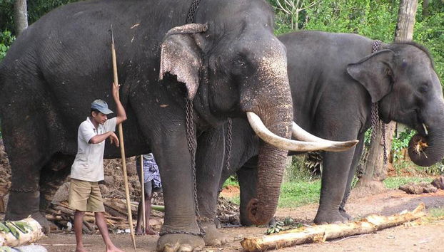 Découvrez Kandy City - Excursion d'une journée - Photo 2