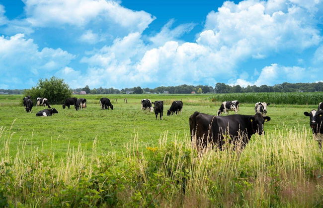 Luxury Chalet in Stegeren, Beautiful Surroundings - Photo 39