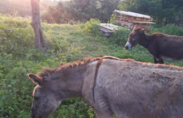 Garden Relax - Foto 30