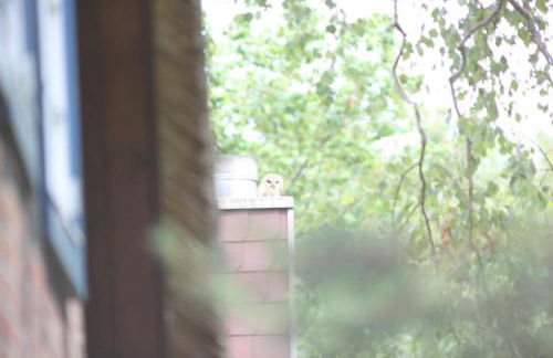 Chalet Forsthof Everstorf - Foto 49