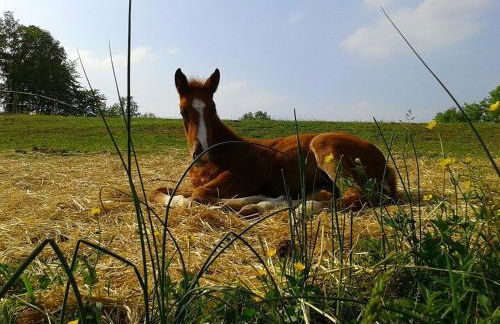 Agriturismo Il Colle del Falco - Photo 36