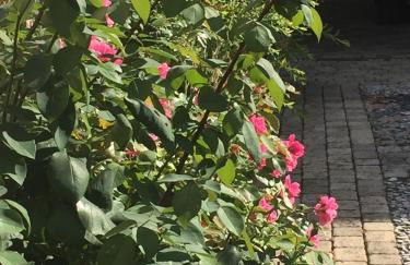 Rose Garden Studio - Foto 14