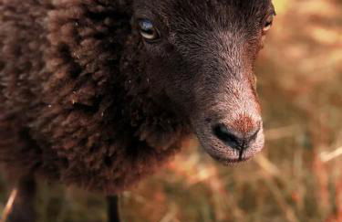 Helenes Ferienwohnung auf dem Bauernhof - Lausitzer Seenland - Foto 31