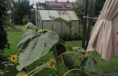 Ferienwohnung im Gartenhaus - Foto 13