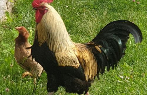 Le Vetrate sul Lago Lake Como Amazing View - Foto 47