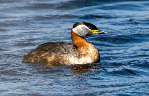 TATANKA Dom w Puszczy & SPA na Polanie - Foto 44