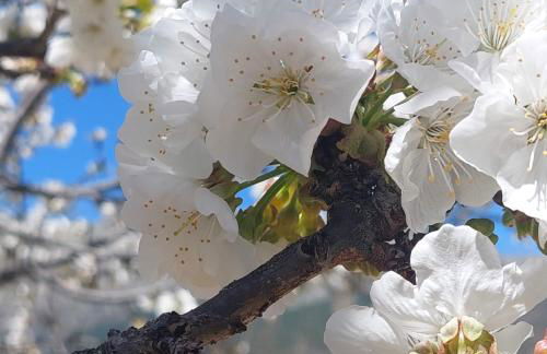 Puente Canto de Gredos - Photo 27