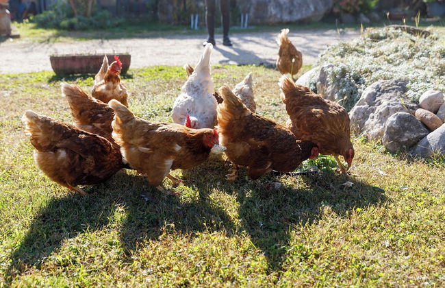 Agriturismo Agricamping GARDA NATURA - Foto 28