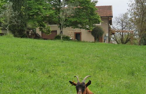 Stirpe nel Bosco - Fiocco - Foto 1