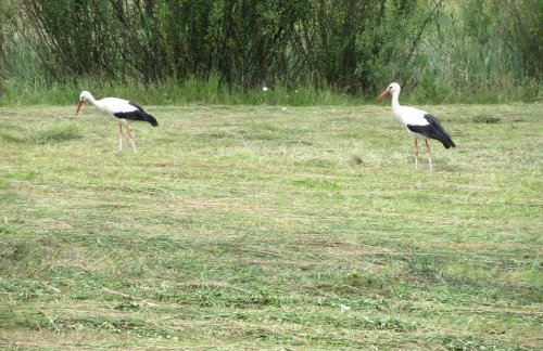 Zielony Gaj - Photo 48