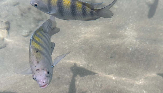 Excursión a Morro de São Paulo - Foto 4, Unos peces nadando en aguas cristalinas