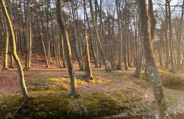 Apartament Ustecka Ostoja Na Wydmie - Foto 15