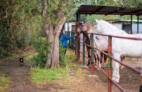 Finca Agroturismo Son Menut - Foto 11