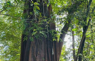 Casa ampla com jardim e 3 suítes em Novo Airão - Foto 40
