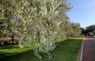 Family-friendly apartments with swimming pool Nevidjane, Pasman - 18054 - Foto 15