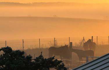 Vigor Horses - Foto 78