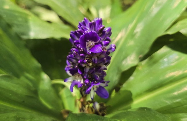 Visita guiada al bosque de Tijuca para grupos pequeños - Foto 24