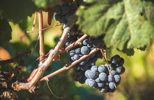 Quinta do Valdalágea - Foto 156