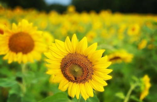 The Sunflower - Foto 13